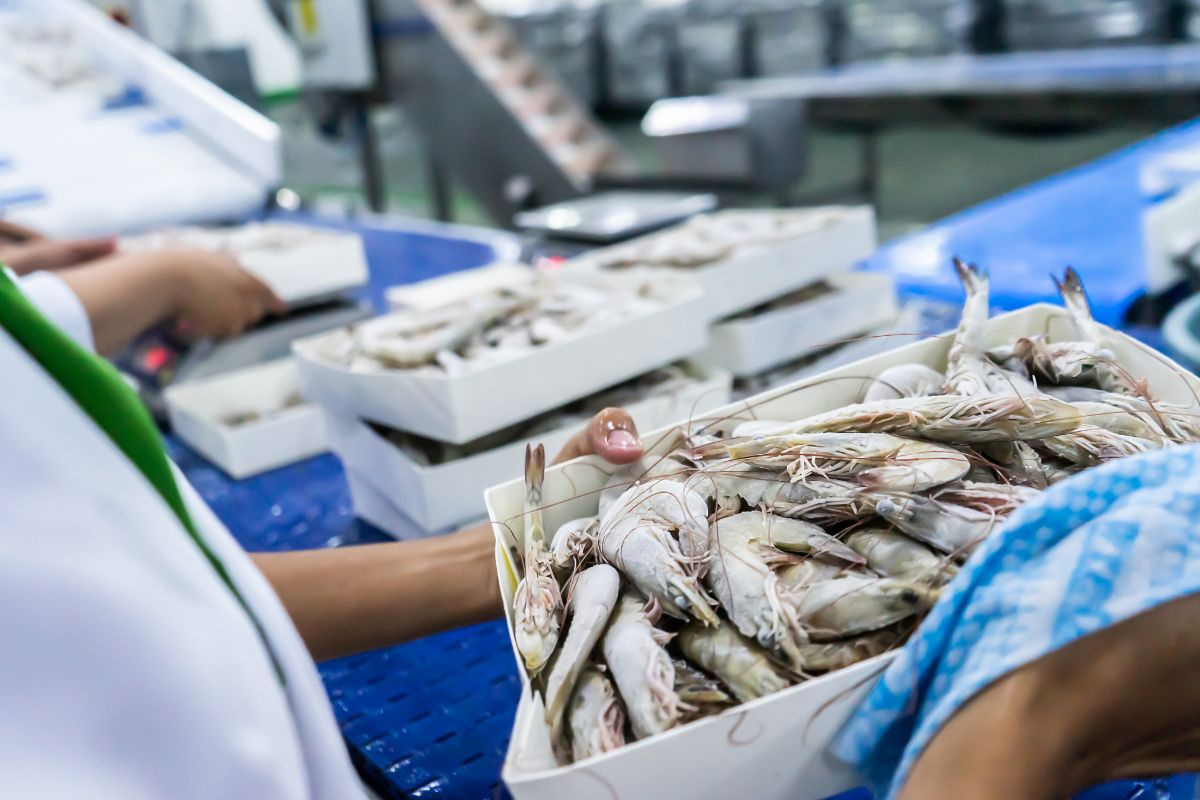 Khai thác dư địa EU: Hướng tăng trưởng cho ngành tôm Việt giữa biến động thuế