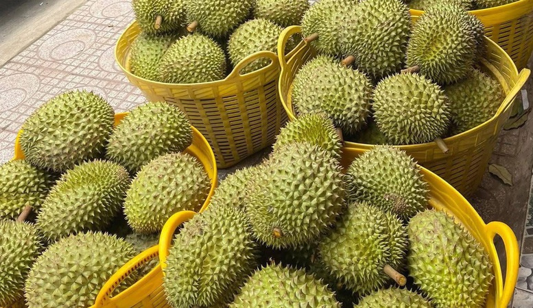 Công ty Minh Đỉnh (Đài Loan) tìm đối tác cung ứng sầu riêng xuất khẩu đi Trung Quốc